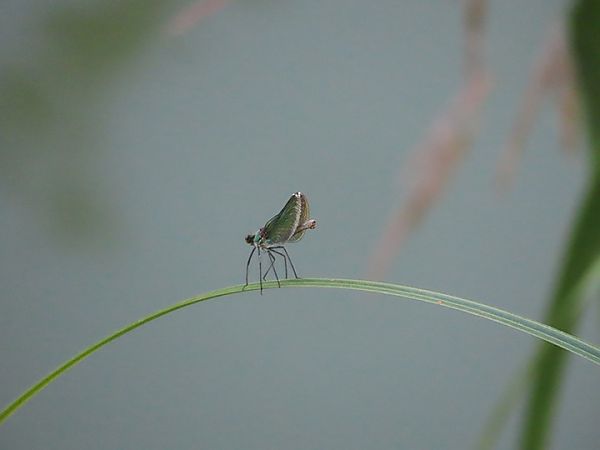 Calopteryx splendens  - Laura Falcinelli