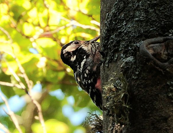 Picchio dalmatino (ssp. lilfordi)  - Matteo Faggi