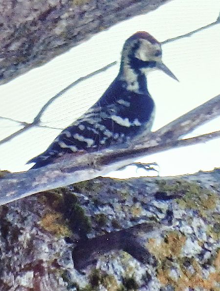 Picchio dalmatino (ssp. lilfordi)  - Matteo Faggi