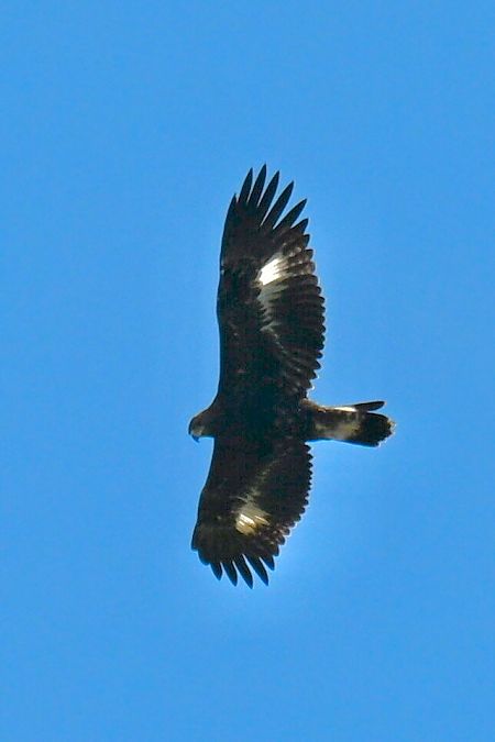 Aquila reale  - Claudio Ciullo