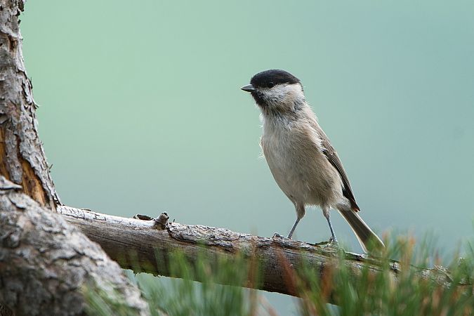 Cincia alpestre  - Saba Cretti