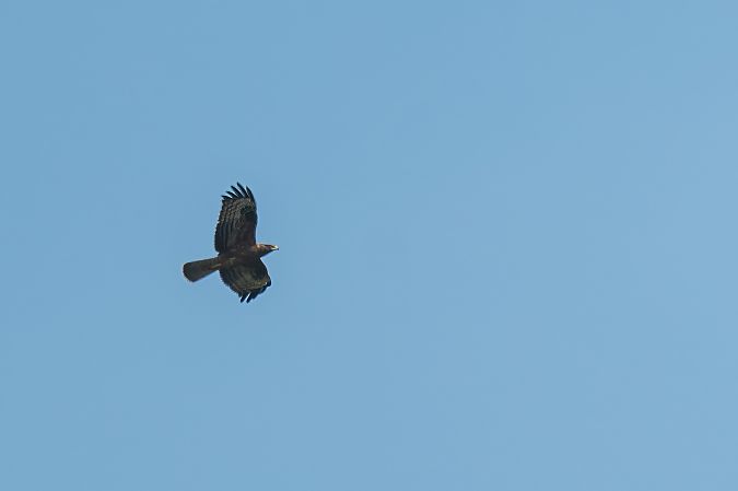 Falco pecchiaiolo  - Pier Podavini