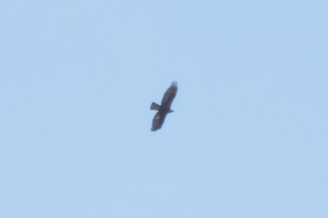 Aquila reale  - Orietta Mercori