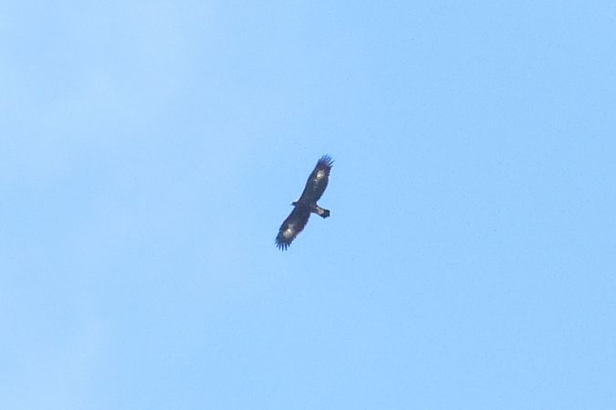 Aquila reale  - Orietta Mercori