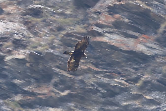 Aquila reale  - Orietta Mercori