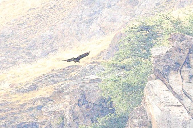 Aquila reale  - Orietta Mercori