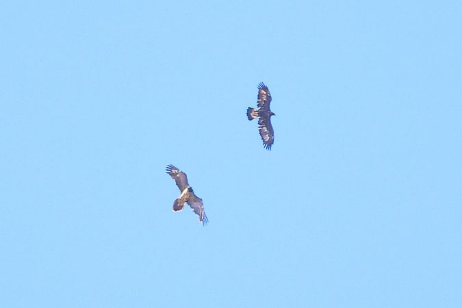 Aquila reale  - Orietta Mercori