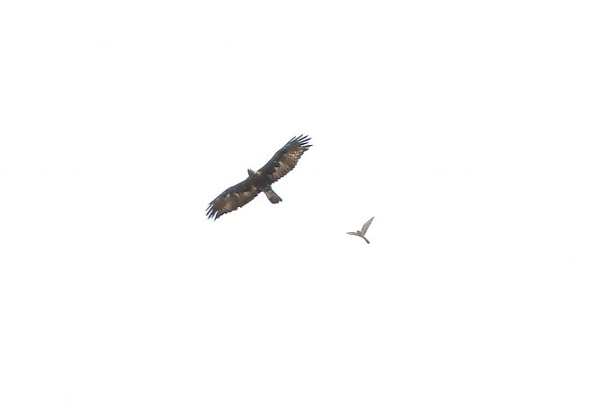Aquila reale  - Orietta Mercori
