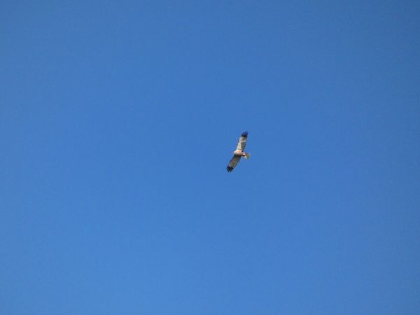 Falco di palude  - Rosario Dario Amore