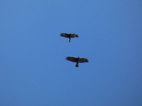 Falco di palude  - Rosario Dario Amore