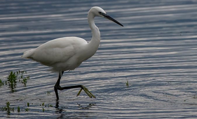 Little Egret  - Giovanni Fontana