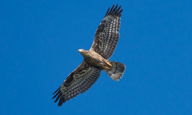 Falco pecchiaiolo  - Giovanni Fontana