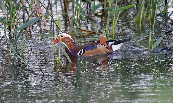 Canard mandarin  - Giovanni Fontana