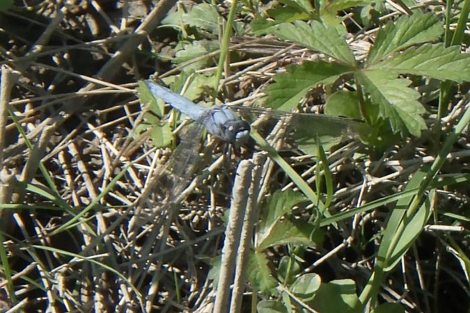 Orthetrum brunneum  - Fausto Leandri