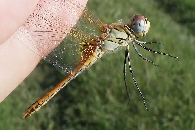 Sympetrum fonscolombei  - Fausto Leandri