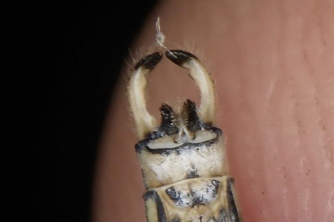 Lestes viridis  - Fausto Leandri