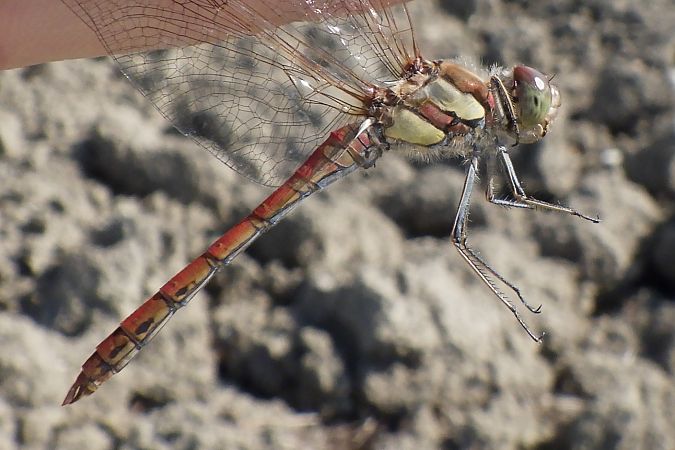 Sympetrum striolatum  - Fausto Leandri