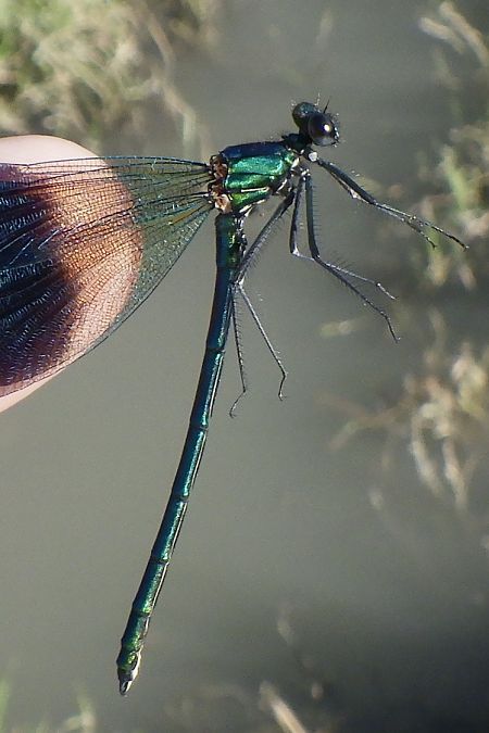 Calopteryx splendens  - Fausto Leandri