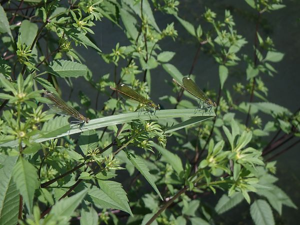 Calopteryx splendens  - Fausto Leandri