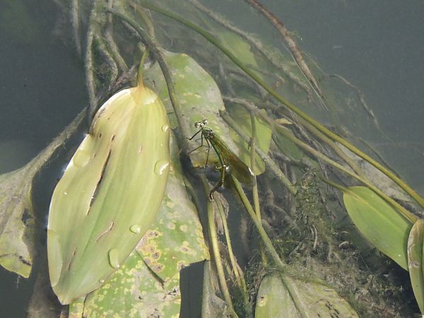 Calopteryx splendens  - Fausto Leandri