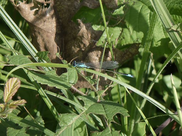 Ischnura elegans  - Fausto Leandri