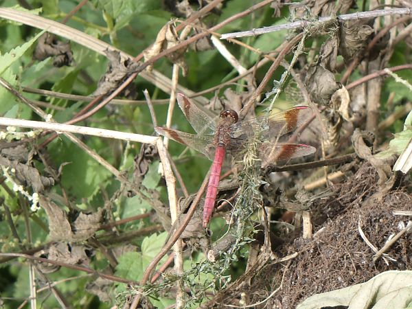 Sympetrum pedemontanum  - Fausto Leandri
