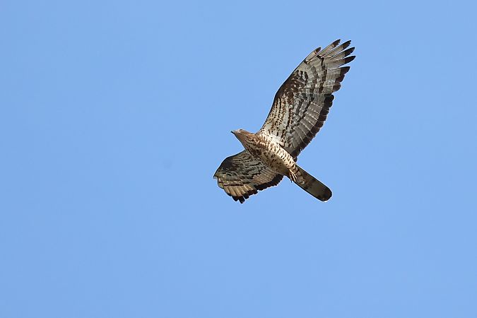 Falco pecchiaiolo  - Fabio Moretto
