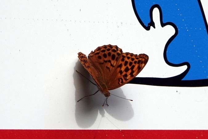 Argynnis paphia  - Lino Veronesi