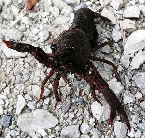 Gambero rosso della Louisiana  - Gianpaolo Corti