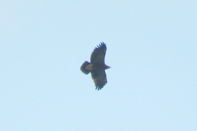 Aquila anatraia minore  - Sandro Barile