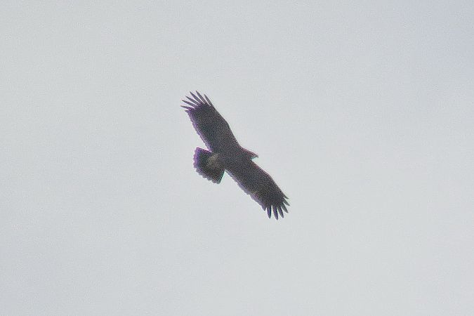 Aquila anatraia minore  - Sandro Barile