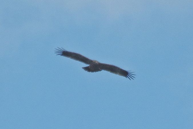 Aquila anatraia minore  - Sandro Barile
