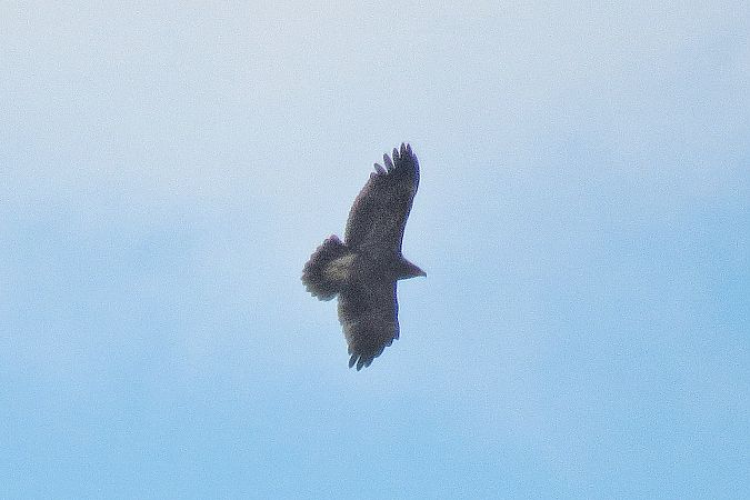 Aquila anatraia minore  - Sandro Barile