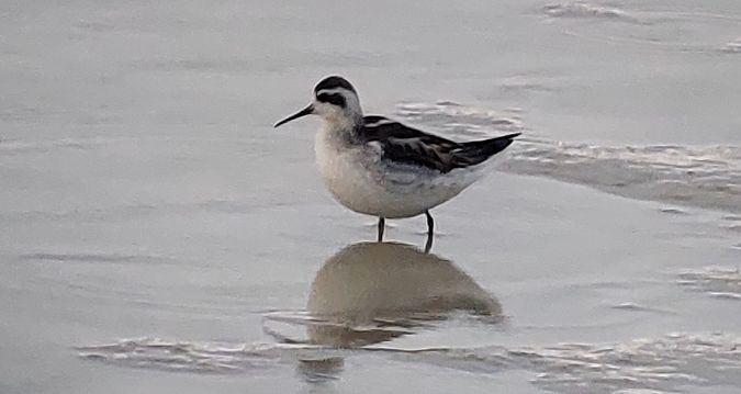 Red-necked Phalarope  - Gianni Ginesi