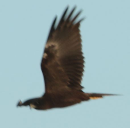 Falco di palude  - Vito Giovanni Santantonio
