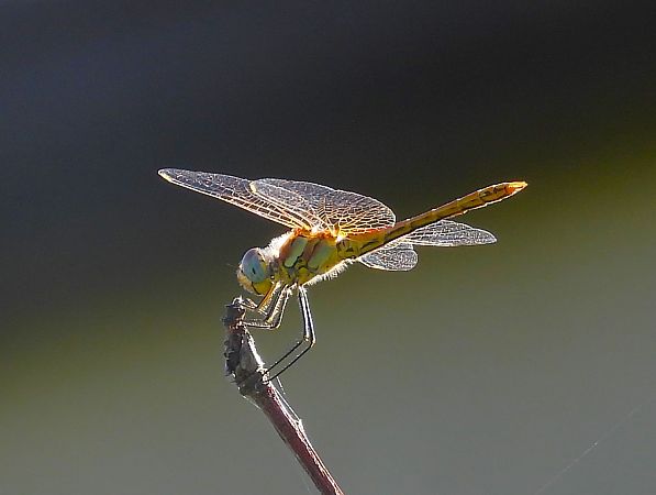 Odonata sp.  - Luciano Cavassa