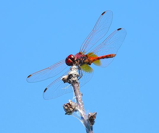 Trithemis annulata  - Luciano Cavassa
