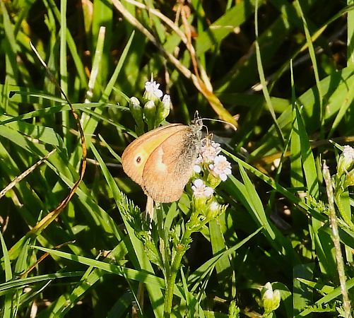 Coenonympha pamphilus  - Luciano Cavassa