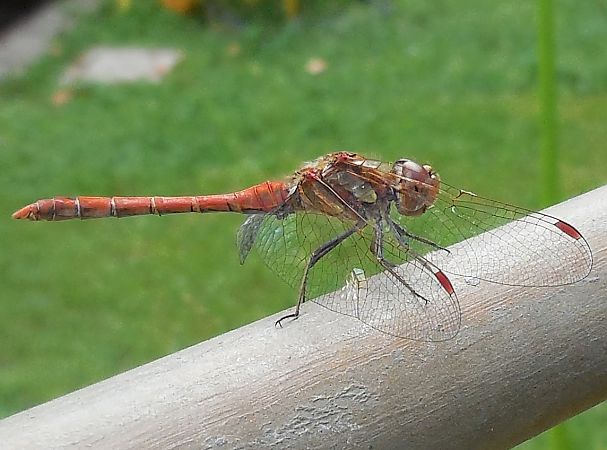 Sympetrum striolatum  - Elvire Laurens