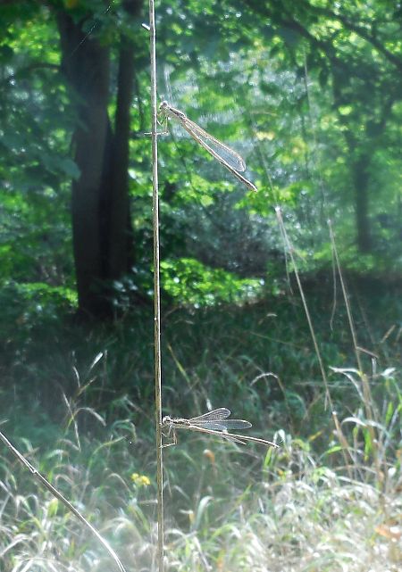 Sympecma fusca  - Elvire Laurens