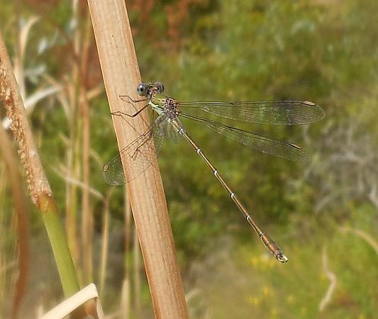 Lestes viridis  - Elvire Laurens