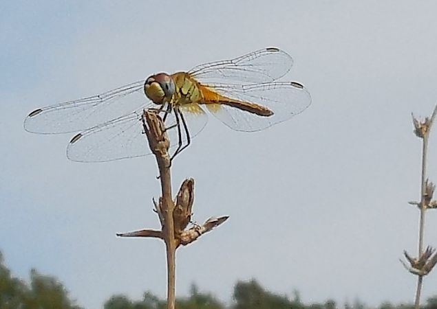 Sympetrum fonscolombei  - Elvire Laurens