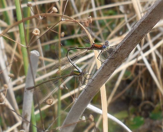 Lestes virens  - Elvire Laurens