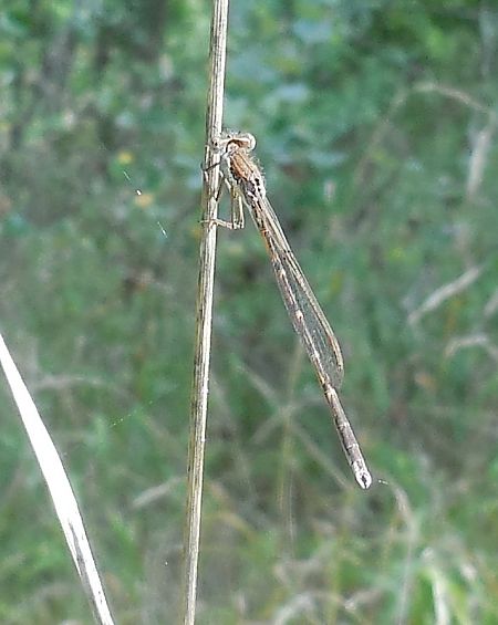 Sympecma fusca  - Elvire Laurens