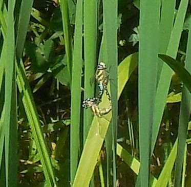 Aeshna mixta  - Elvire Laurens