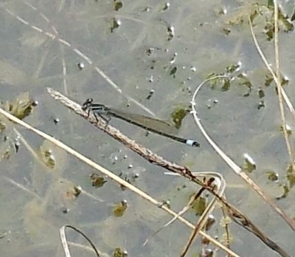 Ischnura elegans  - Elvire Laurens
