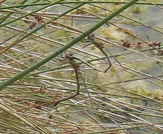 Lestes viridis  - Elvire Laurens