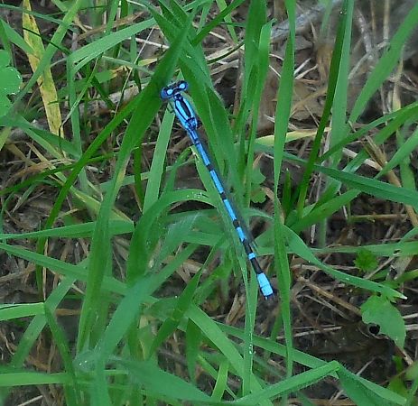 Enallagma cyathigerum  - Elvire Laurens
