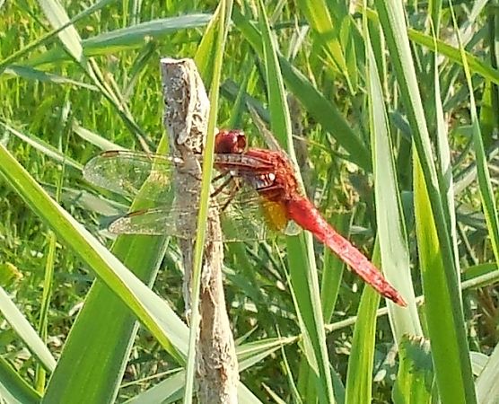 Crocothemis erythraea  - Elvire Laurens