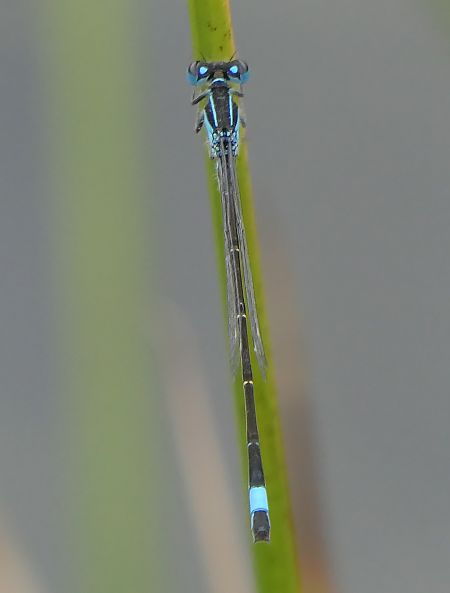 Ischnura elegans  - Fabio Angeli